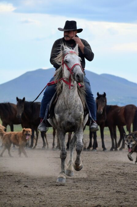 Colorado Mountain Dog: The Ultimate Livestock Guardian