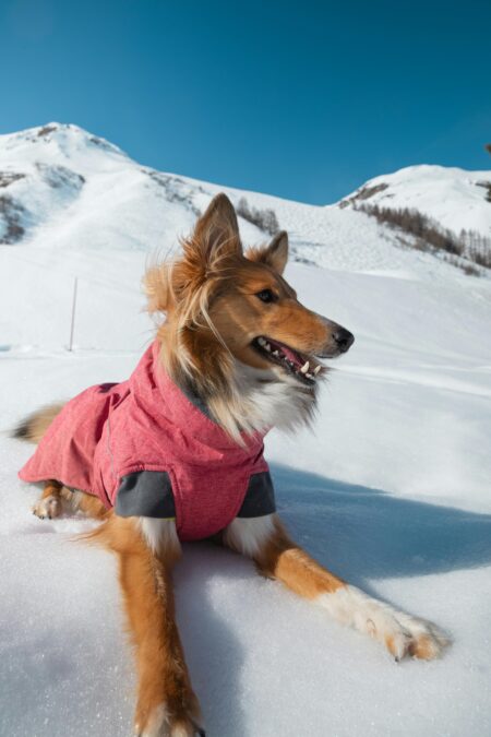 Colorado Mountain Dog: The Ultimate Livestock Guardian