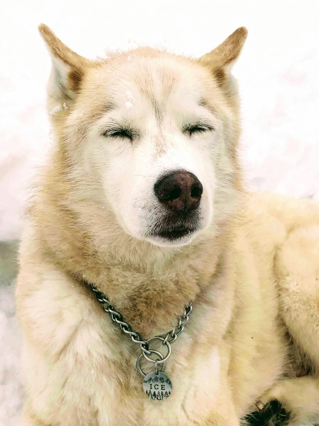 Colorado Mountain Dog: The Ultimate Livestock Guardian