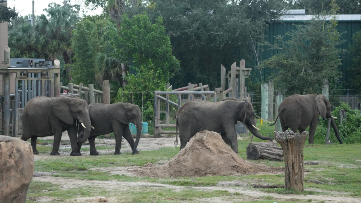 How Zoos Protect Animals When Hurricanes Hit