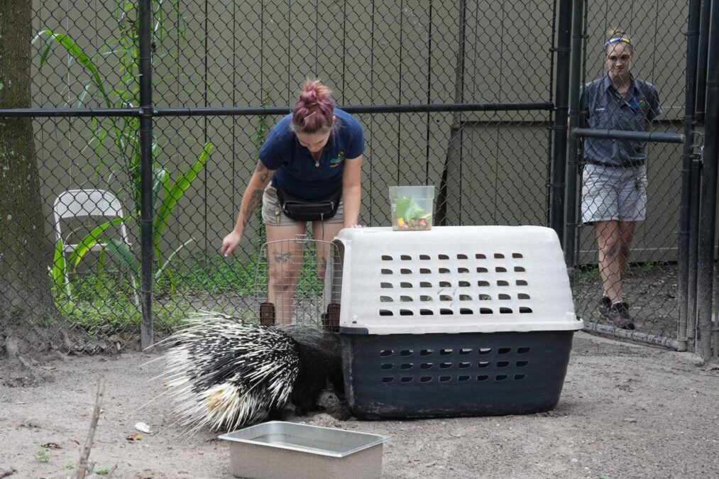 How Zoos Protect Animals When Hurricanes Hit