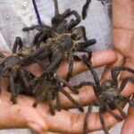 Creepy Crawly Alert: Hand-Sized Spiders Now Spreading Across the UK