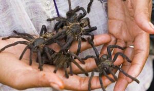 Creepy Crawly Alert: Hand-Sized Spiders Now Spreading Across the UK